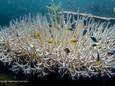 Lié à l’augmentation de la température de l’eau, le blanchissement des coraux peut mener à la mort de ces organismes vivants en cas d’exposition prolongée ou sévère au stress thermique.