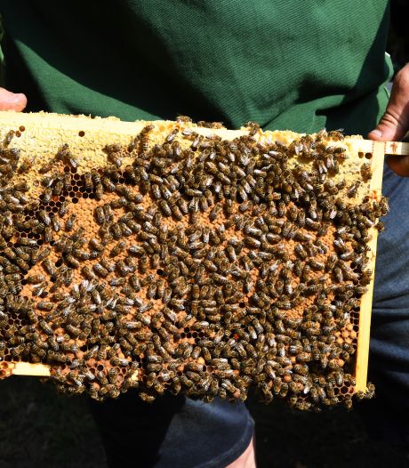 Brummense bijen mogelijk prooi Oost-Europese dieven: ‘Vooral koninginnen goud geld waard’