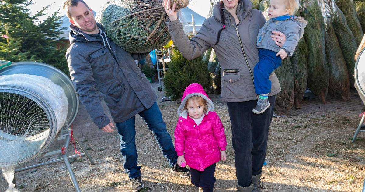 Decemberstress waar haal je de ideale kerstboom? Nieuws AD.nl