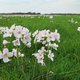 Wat doet u met Tweede Pinksterdag? En moeten we deze officiële feestdag wel behouden? Vul de enquête in