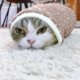 Deze kat ligt er graag bij als een burrito