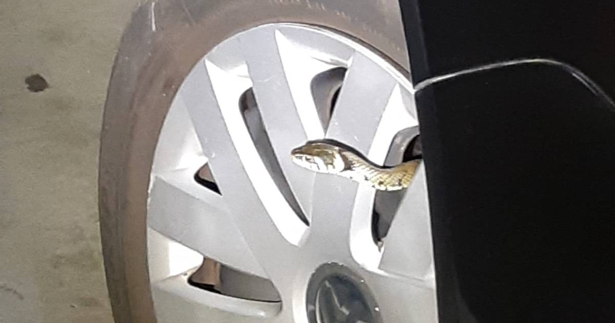 Politie rukt uit voor slang in parkeergarage Eemplein.