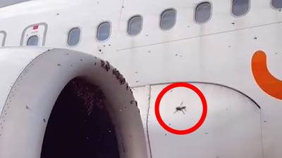 Panique à bord: un énorme essaim d’abeilles géantes attaque un avion, six blessés