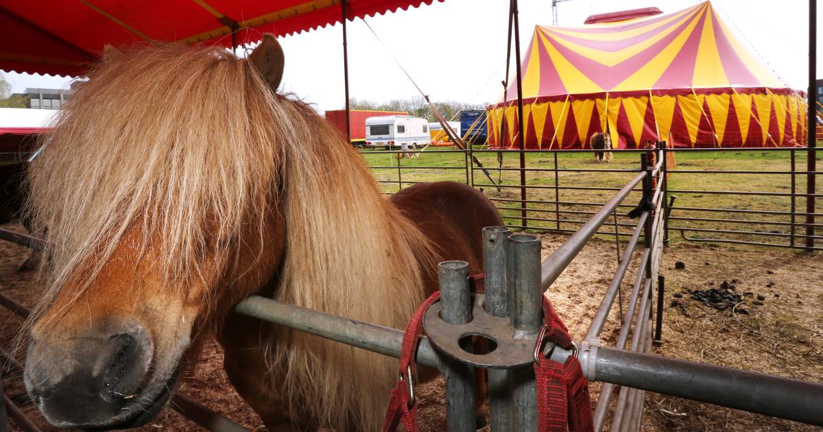 Circus in Bergen op Zoom zamelt