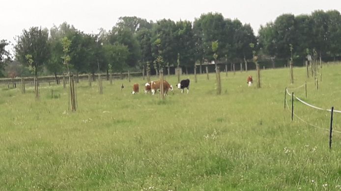 Een mooi voorbeeld van voedselbosbouw: koeien die in Etten-Leur onder pas aangeplante notenbomen grazen.