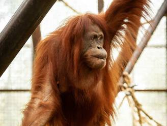 Orang-oetanmama overleden in ZOO Planckendael: “Dit doet pijn”