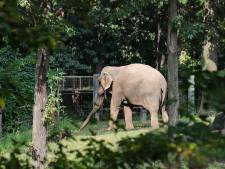 Hoogste rechter buigt zich over lot ‘depressieve’ olifant Happy in dierentuin New York