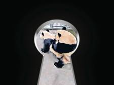 Droom komt uit voor pandaverzorgers in Rhenen: ‘Ik was ontroerd. Het is zó mooi om te zien’
