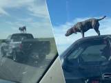 Hond springt plots vanuit laadbak op dak van truck op drukke autosnelweg