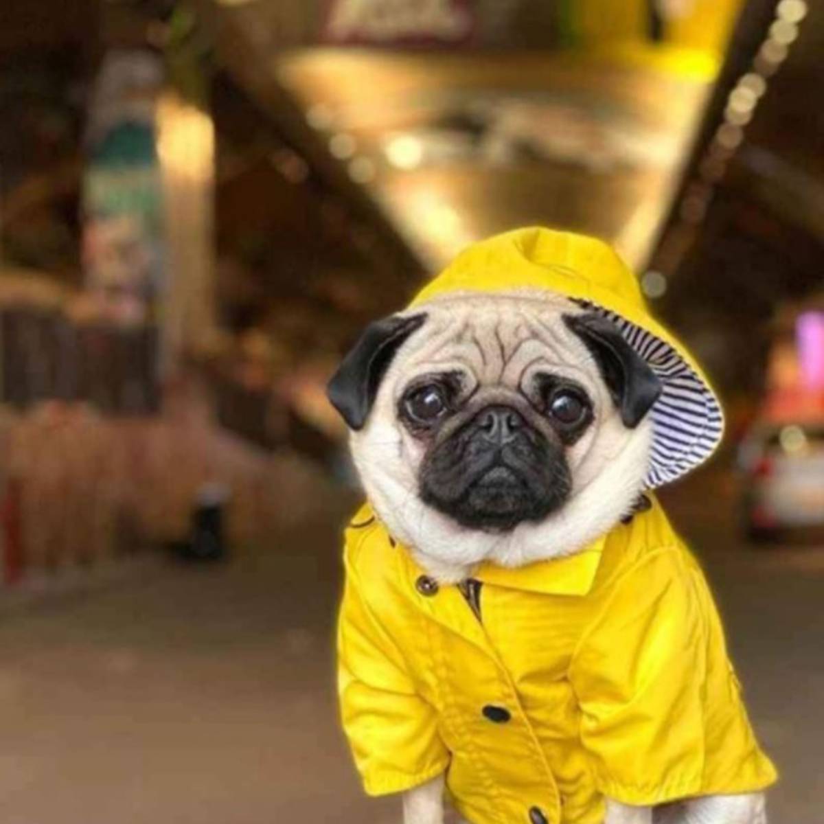 Gele regenjas lidl outlet