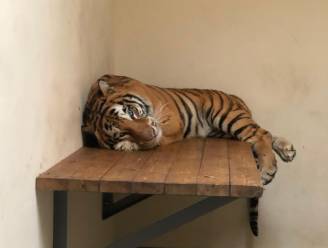 10 verwaarloosde tijgers gered na barre tocht zonder eten in ijzeren kooien