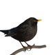 ‘De doorsnee vogelspotter draagt niet langer een kaki jas en knielaarzen’