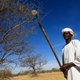 Export Arabische gom uit Soedan valt deels weg: snoep- en frisdrankindustrie vrezen tekort
