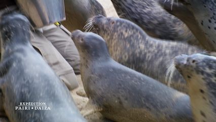 12. La première sortie des otaries