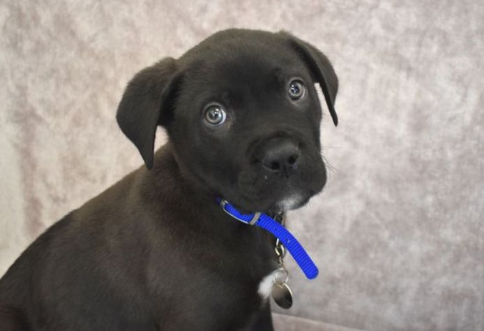 Battersea Dogs & Cats Home