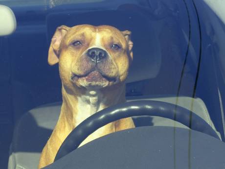 Politie redt labrador net op tijd uit hete minibus