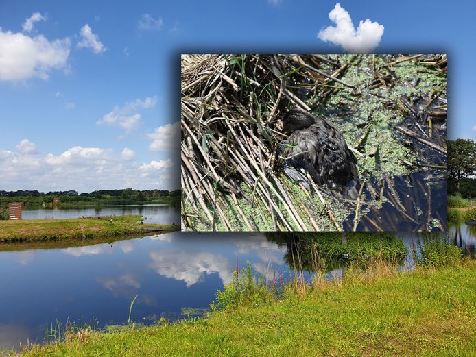 In het natuurgebied kristalbad tussen Enschede en Hengelo zijn tientallen dode eenden aangetroffen.