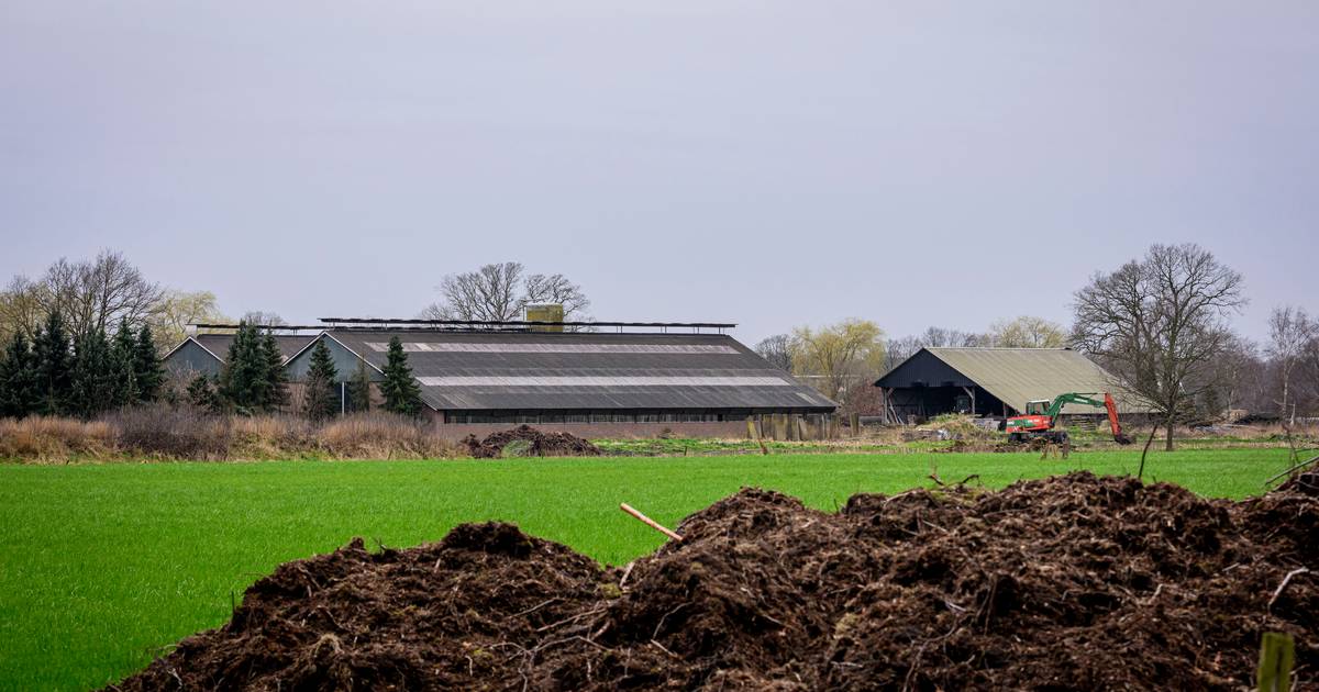 Terwijl boer uit Haaksbergen strijdt tegen geldschieter, vinden controleurs dode kalfjes in zijn sta