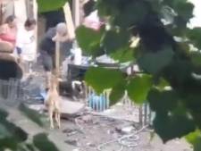 Elle appelle le 101 pour des chiens battus, personne ne sait ce qu’il en advient: “Je vais te tuer”