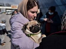 Zorgen over hondsdolle huisdieren uit Oekraïne: regio regelt gratis inentingen