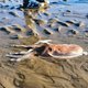 ▶ Zeldzame inktvis aangespoeld op strand  Koksijde