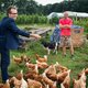 Dierenorganisaties niet blij met kippenopvang Amsterdam