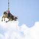 ▶ Zwitserse boer laat gewonde koe met helikopter uit de Alpen halen