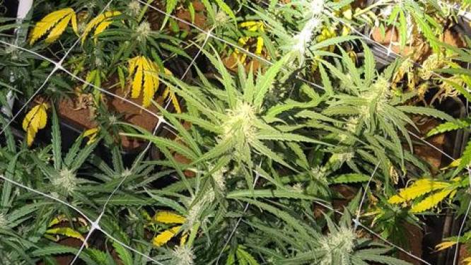 Fouilleeractie leidt politie naar 240 hennepplanten in woontoren Zalmhaven