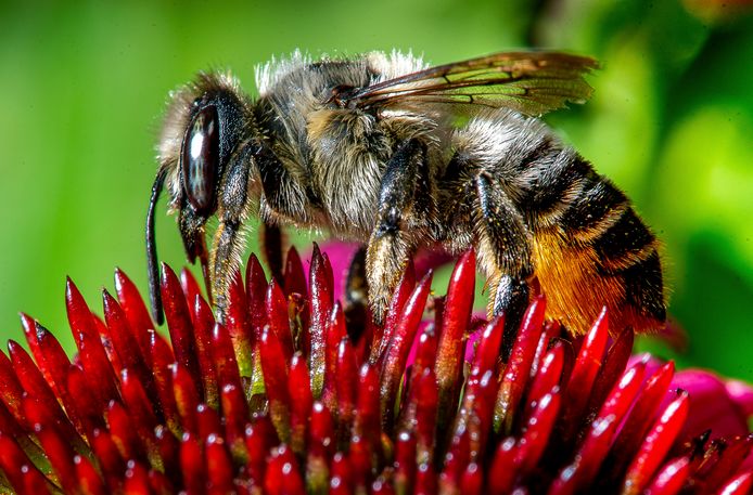 Une abeille scrute une echinacée violette à la recherche de nectar dans un jardin du Pettingill School Park à Lewiston, dans le Maine, le jeudi 15 juillet 2021.