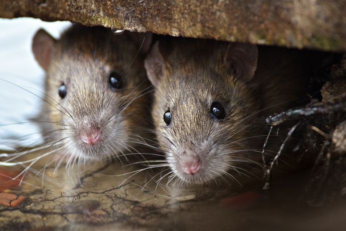 Op de locatie in Den Helder werden uitwerpselen van ratten gevonden.