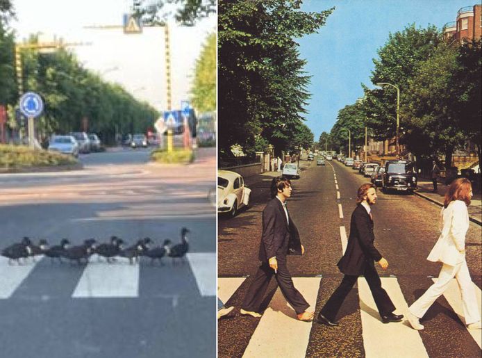 De eendjes steken netjes het zebrapad over, wat even doet denken aan de overstekende Beatles op de albumcover van Abbey Road.