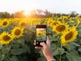 Shazam voor natuurliefhebbers: deze app herkent bloemen, planten en insecten