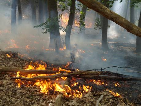 Tropische temperaturen, stevige wind en ‘domme mensen’: kans op natuurbranden neemt deze dagen toe