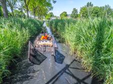 Grote zorgen om baggeren tijdens voortplanting: ‘Het is een regelrechte ramp’