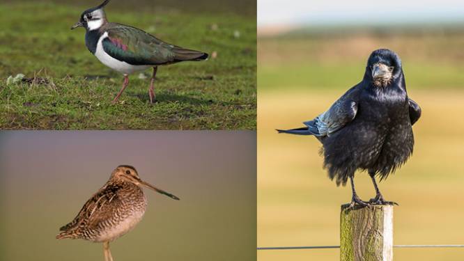 1 op de 5 vogelsoorten in Europa is met uitsterven bedreigd