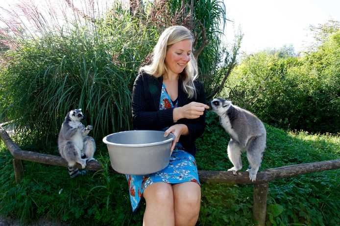 Bezoekers van ZooParc Overloon kunnen al langer heel dicht bij de ringstaartmaki’s komen.