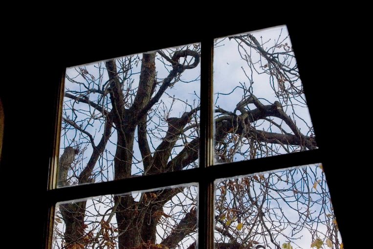 De kastanjeboom die het uitzicht vormde voor Anne Frank in het Achterhuis in Amsterdam. Beeld AP