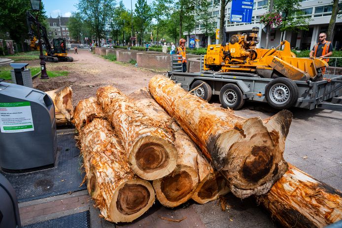 De in augustus gekapte bomen die in het Weesperplantsoen plaats moesten maken voor het Namenmonument.