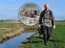 Er worden steeds minder muskusratten gevangen, maar is het gevaar daar ook mee geweken? 