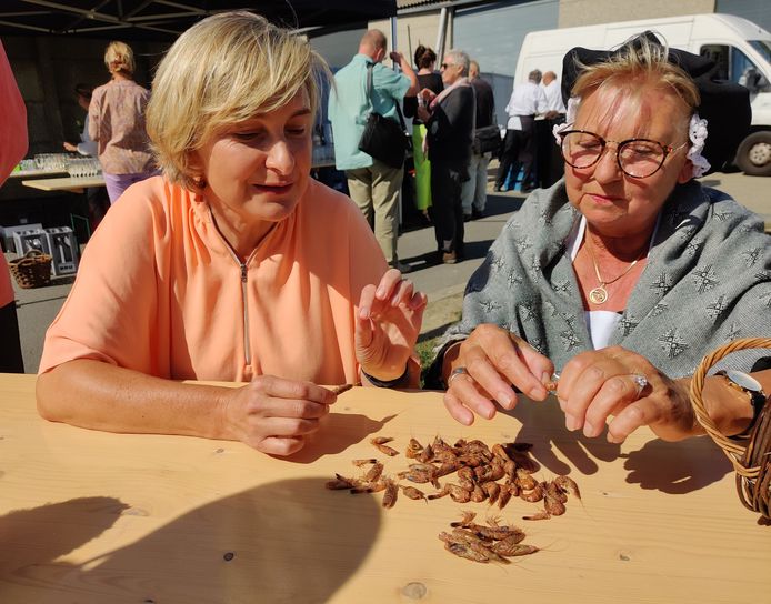 Vlaams minister van Visserij Hilde Crevits (CD&V) afgelopen zomer in Oostende waar ze grijze garnalen pelde.