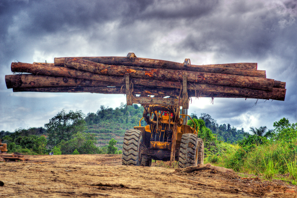 Op het Indonesische eiland Borneo moet regenwoud plaatsmaken voor palmolieplantages.