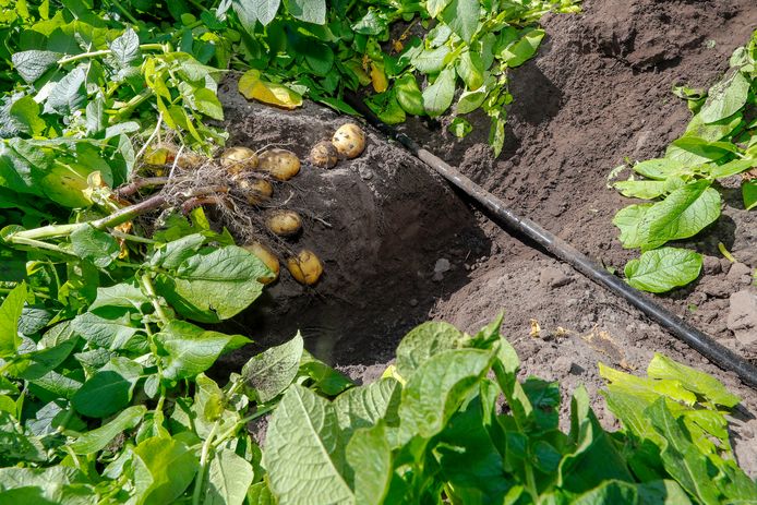 Subirrigatie en precisieberegening bij een aardappelteler is Gastel. Langs de rijen aardappelplanten lopen geperforeerde slangen waaruit druppelsgewijs water stroomt.
