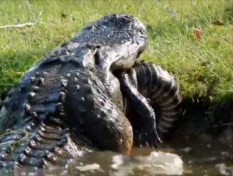 Enorme alligator eet soortgenoot op in achtertuin