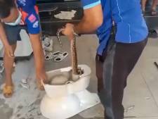 Elle découvre un énorme python dans ses toilettes