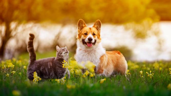 Bijna 85.000 katten en iets meer dan 97.000 honden geregistreerd vorig jaar: dit waren de populairste rassen (en namen)