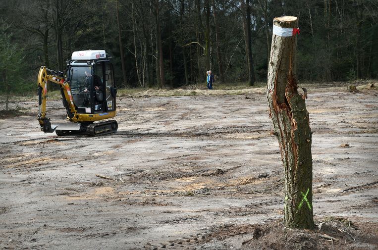 Kaalslag op de Mookerheide, waar bos wordt gekapt om ruimte te maken voor andere natuur. Beeld Marcel van den Bergh