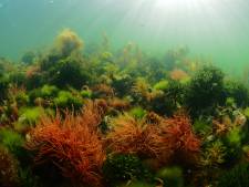 Teer pomponwier duikt op in Grevelingenmeer, mogelijk ook in Veerse Meer