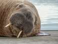Sensatie in haven van Harlingen, walrus gewond aangetroffen: ‘Ze zal best pijn hebben’<br>