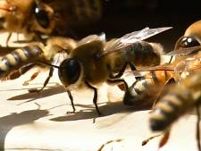Une IA permet de communiquer avec les abeilles, ce qui inquiète les scientifiques