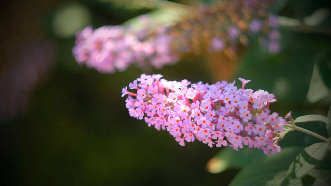 Plant nu een vlinderstruik in je tuin voor meer bijen en vlinders